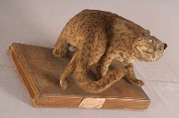 石虎藏品圖，第4張